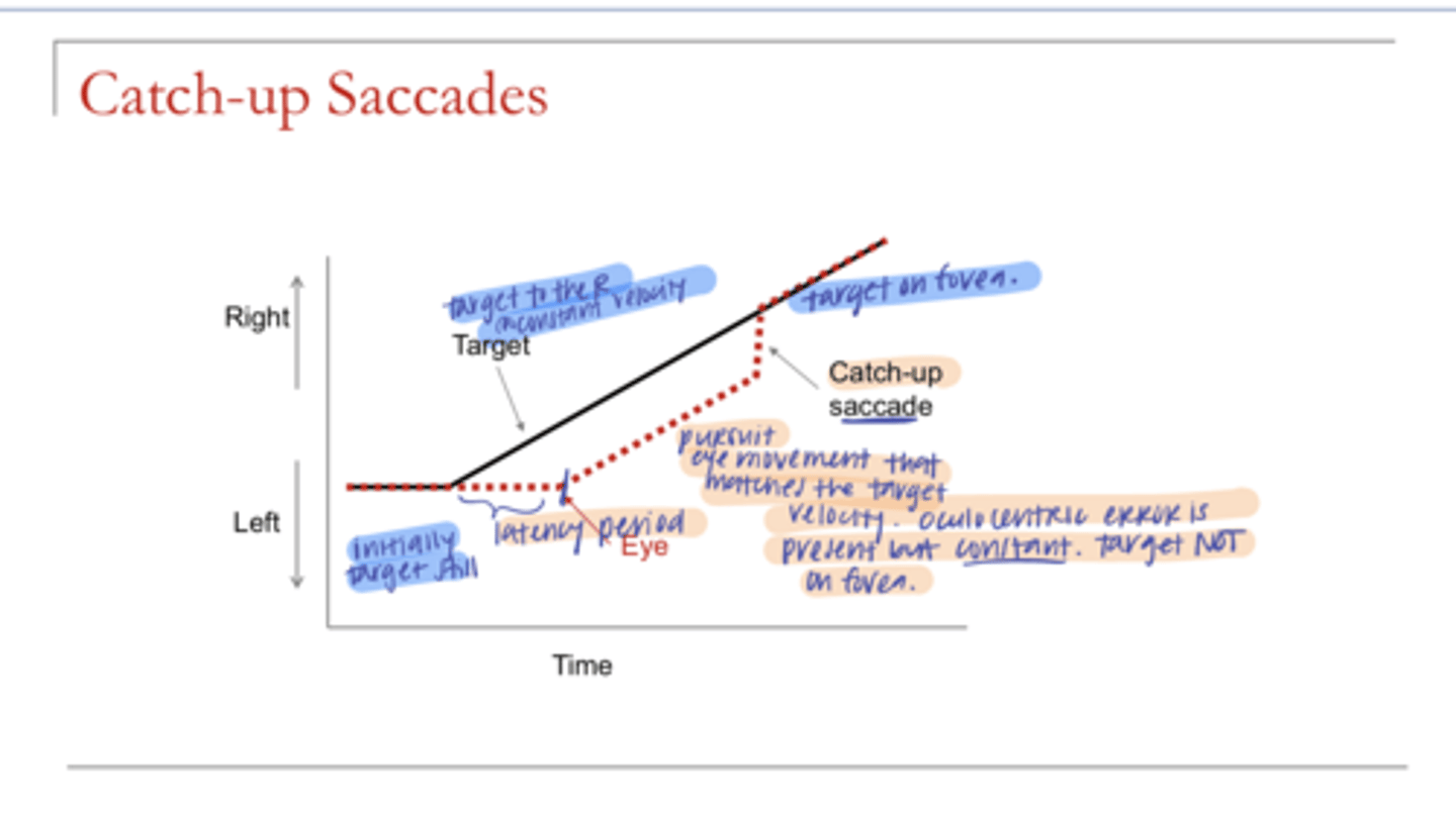 <p>Catch-Up Saccade Diagram (Pic)</p>