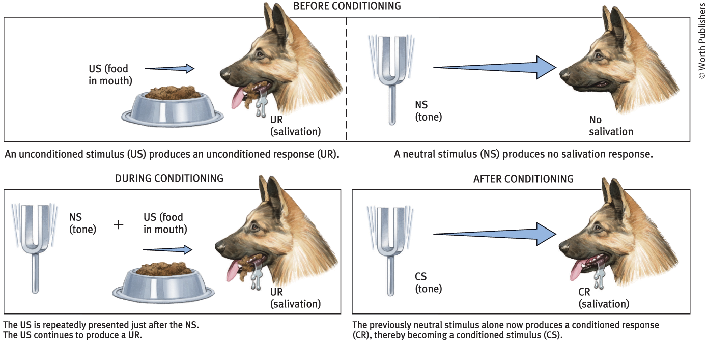 <p>Conditioned response</p>