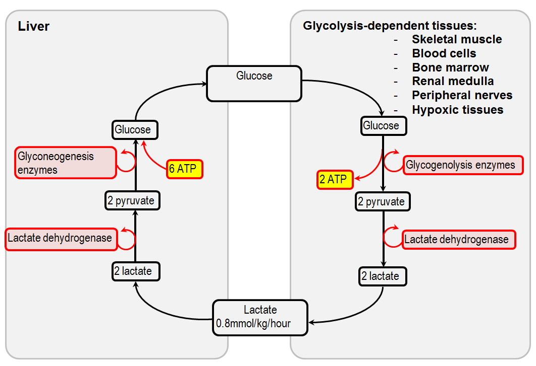 <ul><li><p>Both send <strong>muscle carbon to liver</strong> for <strong>gluconeogenesis</strong></p></li><li><p><strong>Alanine also carries nitrogen</strong></p></li></ul><p></p>
