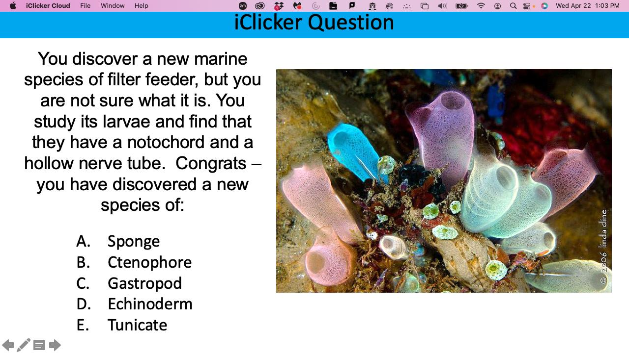 <p>You discover a new marine species of filter feeder, but you are not sure what it is. You study its larvae and find that they have a notochord and a <span style="background-color: transparent; font-family: Arial, sans-serif, Inter, ui-sans-serif, system-ui, -apple-system, BlinkMacSystemFont, "Segoe UI", Roboto, "Helvetica Neue", "Noto Sans", "Apple Color Emoji", "Segoe UI Emoji", "Segoe UI Symbol", "Noto Color Emoji"; font-size: 1.6rem;">hollow nerve tube. Congrats – </span>you have discovered a new species of:</p>