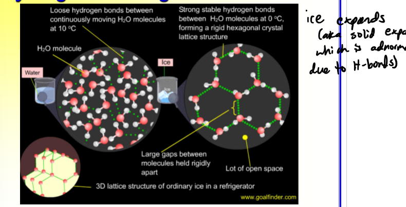 <p>adnormal because of the structure of these bonds so that is why ice expands</p>