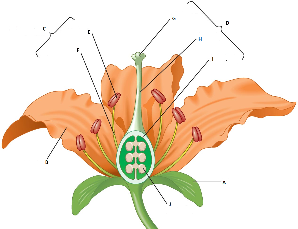 <p>label the diagram</p>