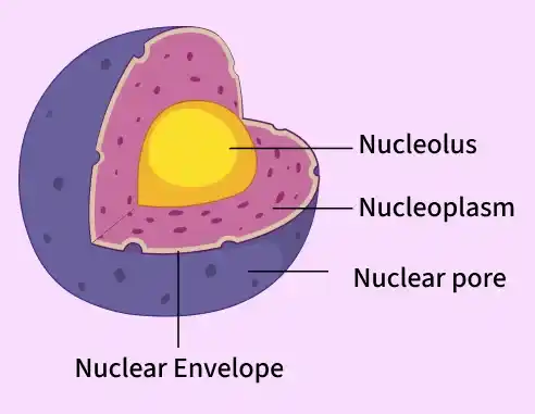 <p>Contains all of the genetic material needed for the replication of the cell; contains all of the <strong>DNA</strong></p><p>The big boss</p>