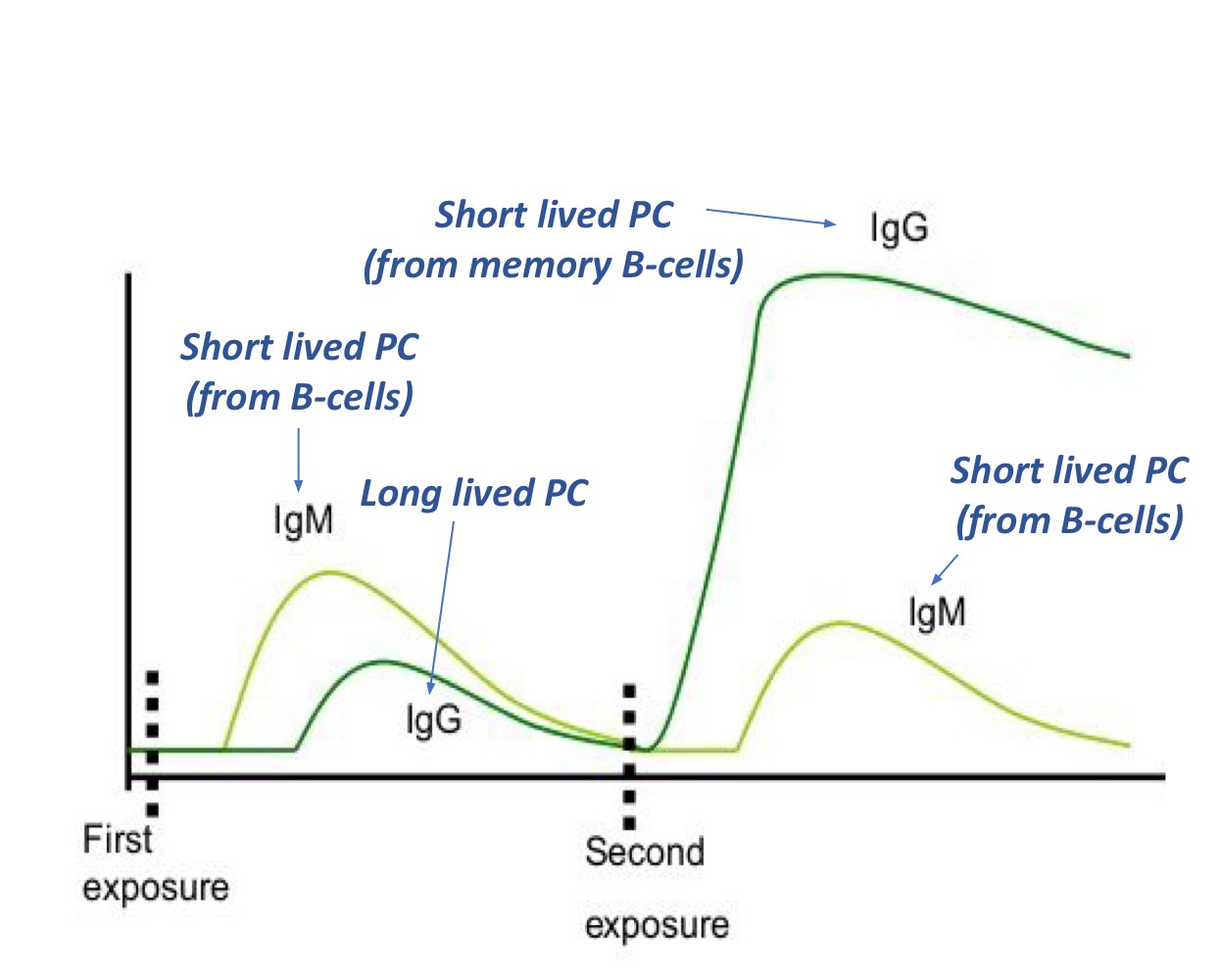 <ul><li><p><strong><u>IgM:</u></strong></p><ul><li><p><strong>Antibody produced following FIRST EXPOSURE to antigen (pathogen)</strong></p></li><li><p><strong>Circulating (blood, extracellular fluid)</strong></p></li><li><p><strong>Also bonds to surface of B-cell (B-cell receptor)</strong></p><ul><li><p><strong>(Higher on immature B-cells)</strong></p></li></ul></li><li><p><strong>Pentameter</strong></p></li></ul></li></ul><p></p><ul><li><p><strong><u>IgG:</u></strong></p><ul><li><p><strong>Antibody <u>produced by memory cells (that become short-lived plasma cells</u>) → during FUTURE EXPOSURES to same antigen → lives in BONE MARROW</strong></p></li></ul><p></p><ul><li><p><strong>Circulatory (blood, extracellular fluid)</strong></p></li><li><p><strong><u>Produced by long-lived plasma cells</u> (long-term antibody titers)</strong></p></li><li><p><strong>75% of antibodies in blood</strong></p></li><li><p><strong>Can cross the placenta (99% of antibodies in infant after birth, last 6 months)</strong></p><ul><li><p><strong>Four classes: IgG1 for proteins, IgG2 for polysaccharides, IgG3 for proteins, IgG4 for food allergens)</strong></p></li></ul></li></ul></li></ul><p></p>