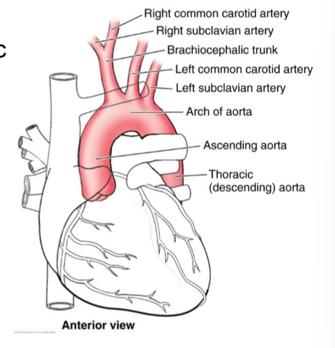 <p>First branches are the right and left coronary arteries → supply oxygenated blood to heart muscle </p>