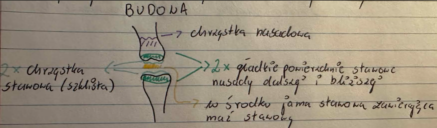 <p>Staw prosty:</p><ul><li><p>jest połączniem nasady jednej kości i kości sąsiedniej (2 kości),</p></li><li><p>przykład: staw ramienny, staw biodrowy,</p></li></ul><p>BUDOWA: zdjęcie</p><ul><li><p>W zdrowym stawie maź stawowa oddziela powierzchnie stawowe i zmniejsza tarcie między nimi, a jej brak prowadzi do zwiększonego ścierania powierzchni stawowych (zwyrodnienia).</p></li><li><p>Płytka wzrostowa (chrząstka nasadowa) - umożliwia wzrost kości na długość.</p></li></ul><p></p>