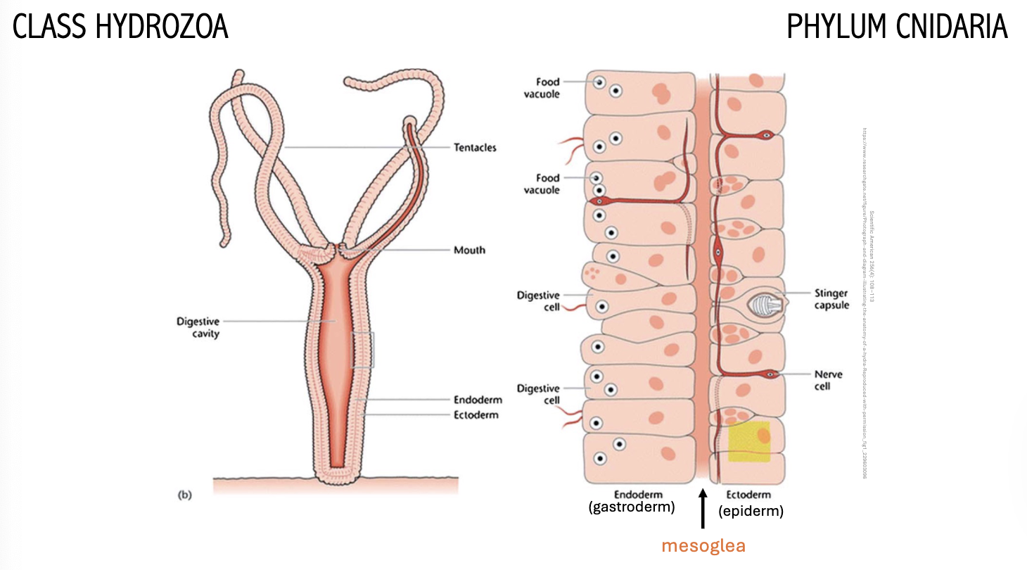 <p>Polyp and medusoid forms</p><p>Hydra</p><p></p><p>Anatomy</p><ul><li><p>Epidermis (Outer)</p><ul><li><p>Nerve cells, part of nerve net</p></li><li><p>Stinger capsules (cnidocytes)</p><ul><li><p>Don’t have a brain</p></li></ul></li></ul></li><li><p>Gastrodermis (Inner)</p><ul><li><p>Digestive cells</p><ul><li><p>With flagella circulates food</p></li></ul></li><li><p>Food vacuoles</p><ul><li><p>Intracellular digestion</p></li></ul></li></ul></li><li><p>Nerve Net</p><ul><li><p>Red nerve cells on eppidermis</p></li><li><p>React to stimuli from ANY direction</p></li></ul></li><li><p>Digestion Flow</p><ol><li><p>Gastrovascular Cavity (Extracellular digestion)</p><ul><li><p>Enzymes break food down</p></li></ul></li><li><p>Digestive Cells (Intracellular digestion)</p><ul><li><p>Occurs in gastrodermis</p></li></ul></li></ol></li></ul><p></p>