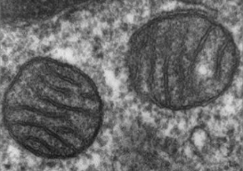 <p>Mitochondria (membrane, abt shape, site of __ by __)</p>