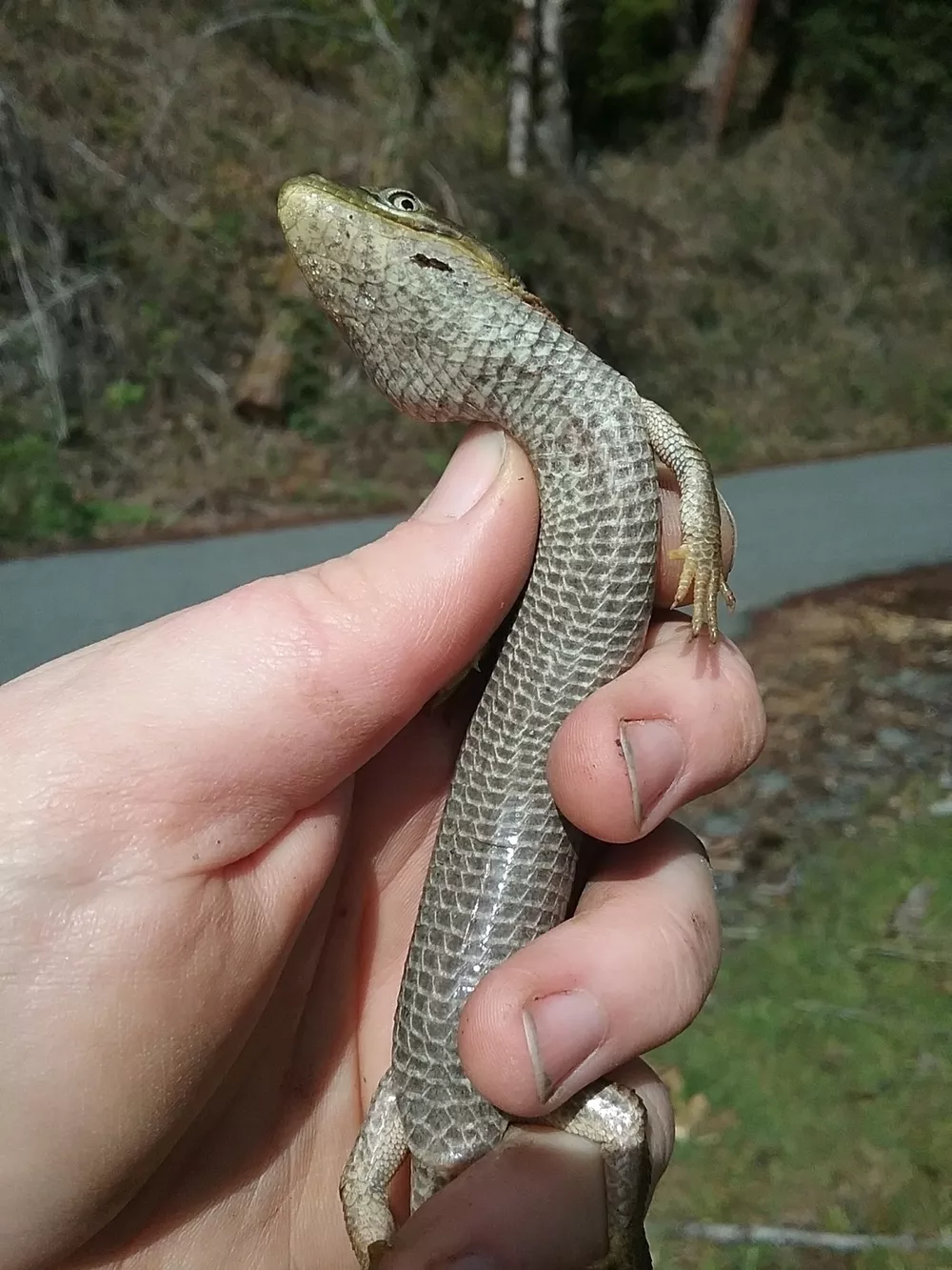 <p>Anguidae<br>Elgaria multicarinata<br>Southern alligator lizard</p>