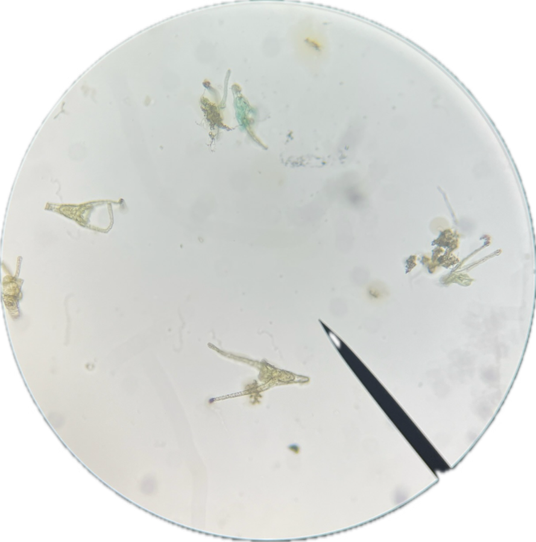 <p>What is this image of?</p>