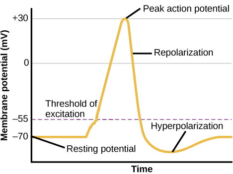 <p>hyperpolarization</p>