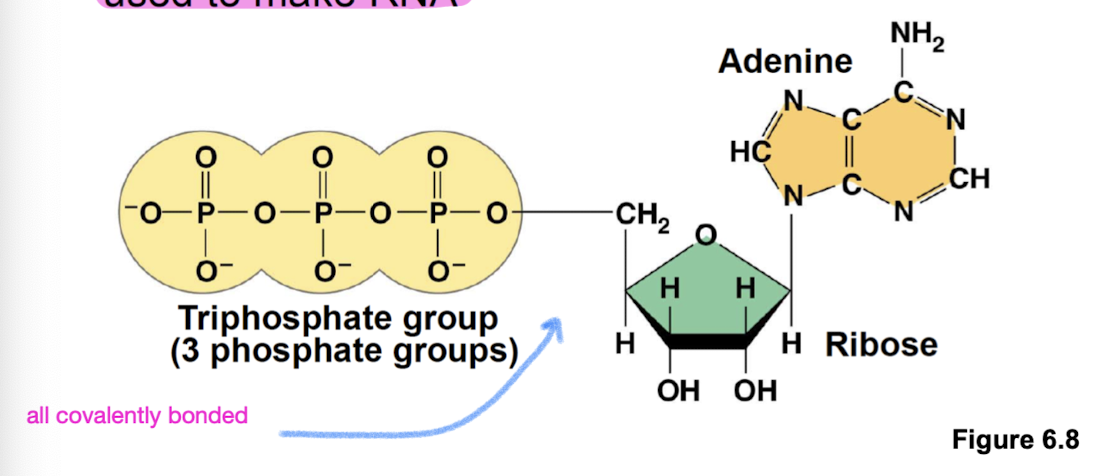 <p>Adenosine triphosphate: composed of a ribose (sugar), adenine (nitrogenous base), and 3 phosphate groups </p><ul><li><p>role in energy coupling (within the triphosphate group) and also used to make RNA (ribose backbone)</p></li></ul><p></p>