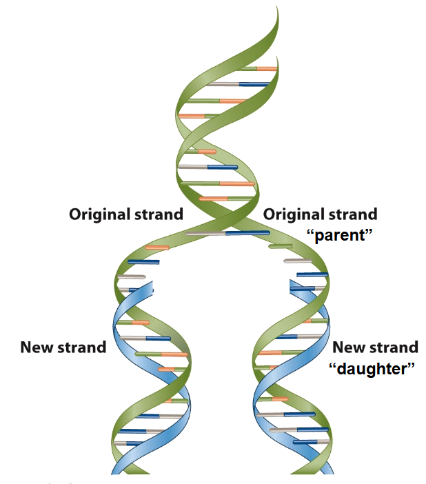 <ul><li><p>two strand of a parallel DNA separate and each serves as a template for synthesis of a new daughter strand by complementary base pairing</p></li><li><p>one strand predicts the sequence of the other strand → replication is semiconservative</p></li></ul><p></p>