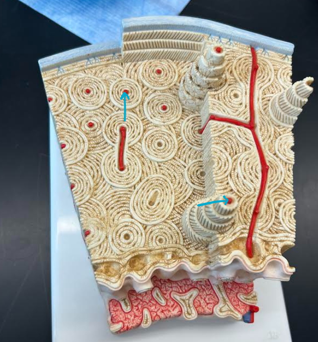 <p>ID part of bone histology </p>
