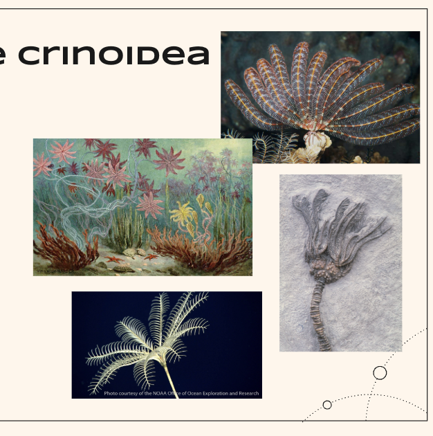 <ul><li><p>Sea lilies and feather star </p></li><li><p>Lack madreporite: water vascular system filled with coelomic fluid</p></li><li><p>Stalk attaches to floor, generally sessile</p></li></ul><p></p>