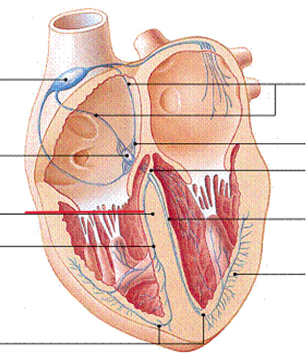 <p>Name the structure</p>