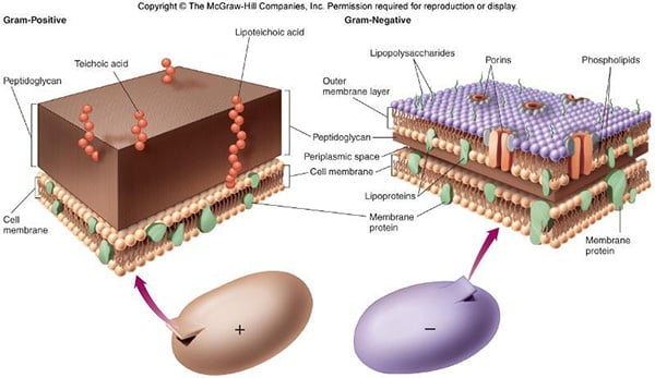 <ul><li><p>thick layer of peptidoglycan (on the exterior surface of the cell)</p></li><li><p>teichoic acid, integrated for support and rigidity, consist of alcohol and phosphate</p></li><li><p>lipoteichoic acid in the periplasmic space </p></li></ul><p></p>
