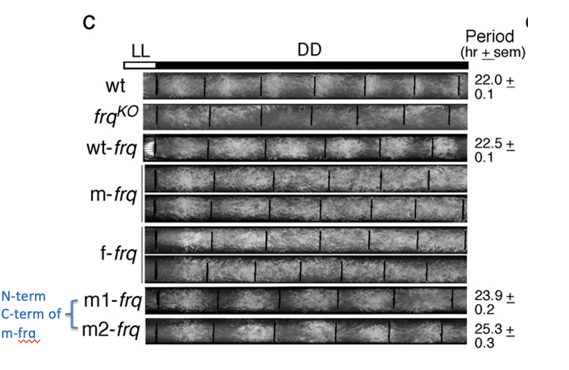 <p><span><strong>with codon optimized frq</strong></span></p>