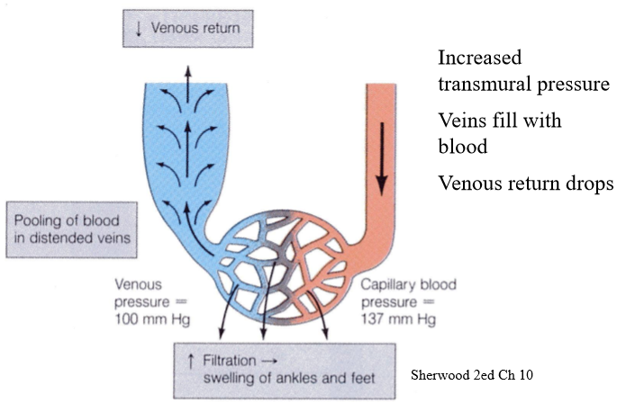 <p>explain the following diagram </p>