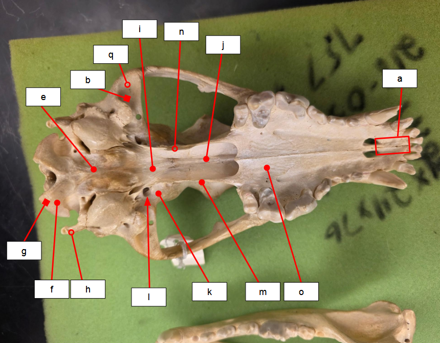 <p>What bone is k?</p>