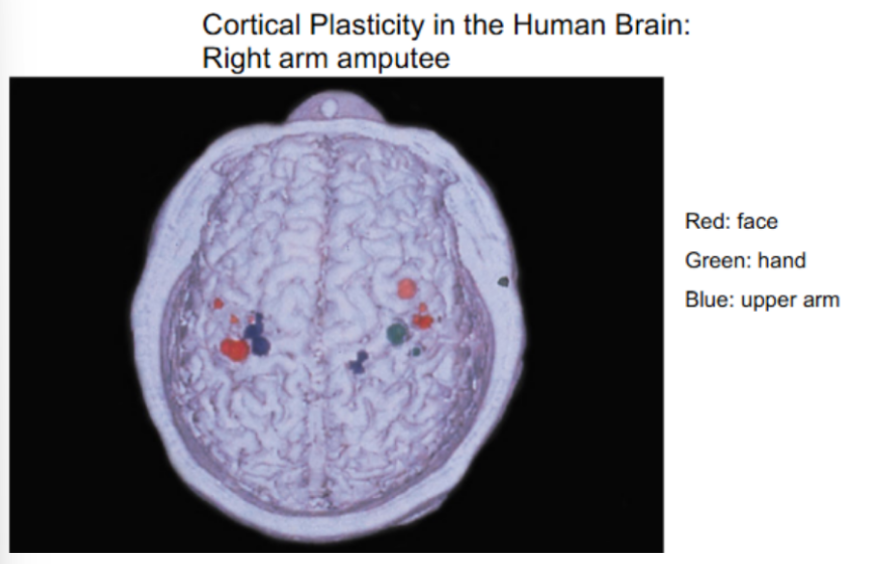 <p><u>for somatosensory homunculus</u></p><p>explain the experiment shown in picture</p>