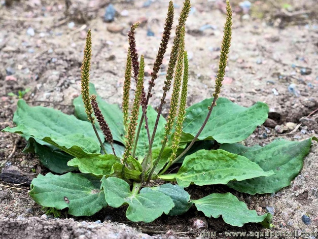 <p>Širokolistni trpotec-Plantago major</p>