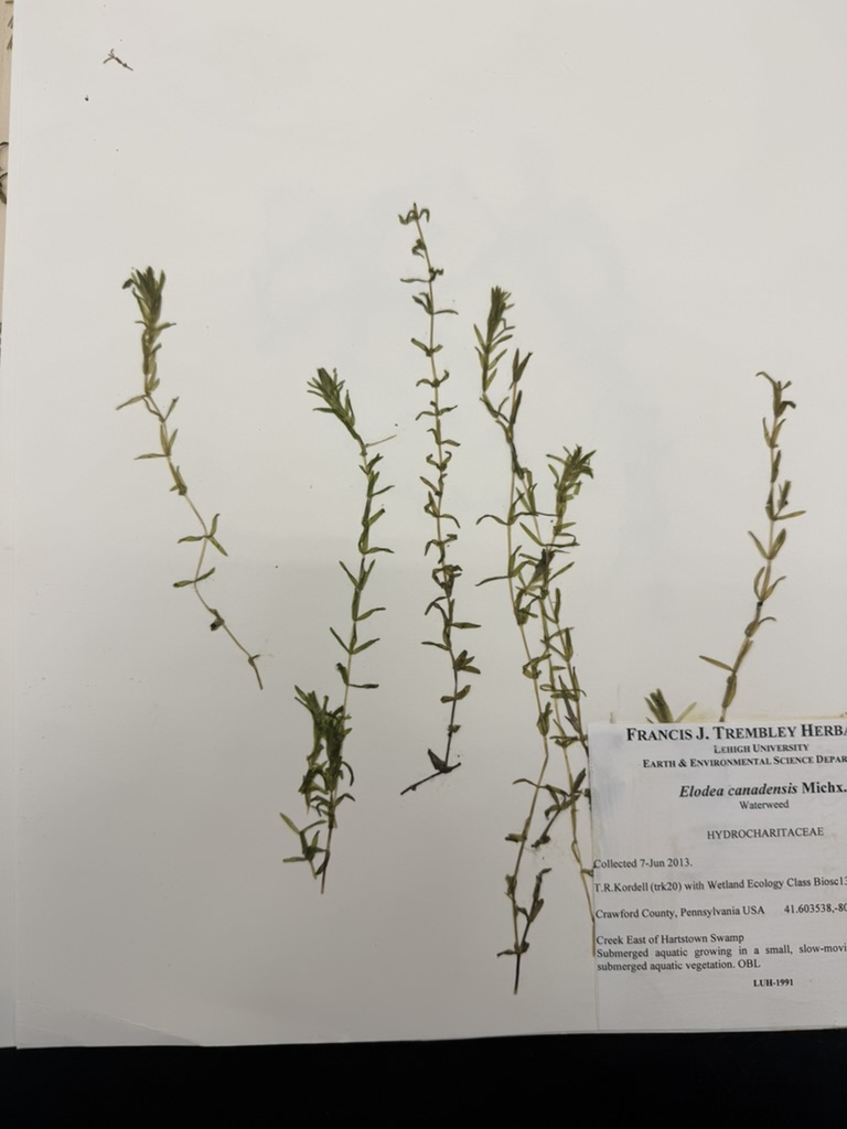 <p>Water-weed</p>