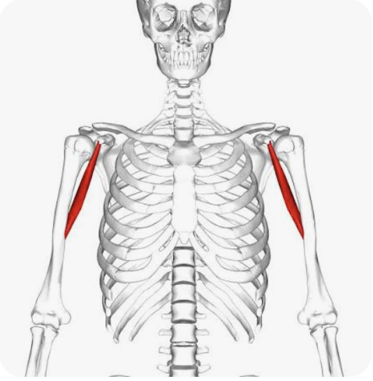 <p>O: Coracoid process of scapula</p><p>I: Body of humerus</p><p>A: flexion of arm; adduction of arm; medial rotation of arm</p><p>N: Musculocutaneous nerve</p>