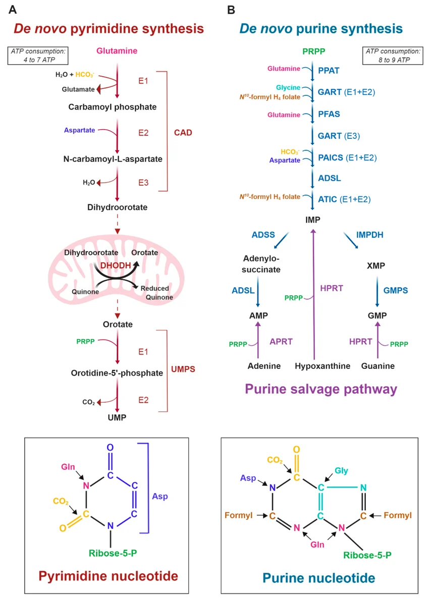 <p>De novo pathways build nucleotides from precursors like amino cids (glutamine, aspartate, glycine) and PRPP, while salvage pathways recycle bases from nucleic acid breakdown</p>