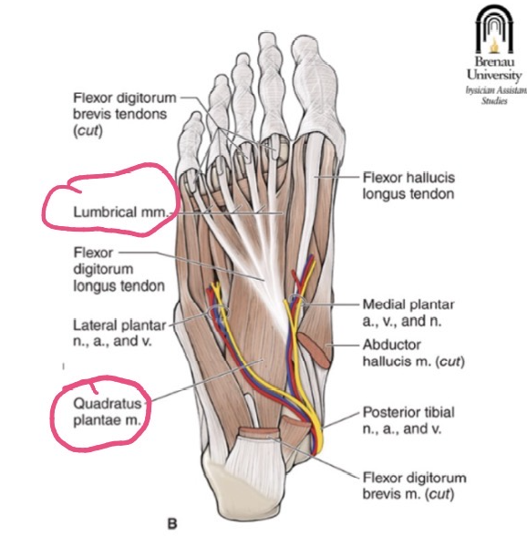 <p>ORIGIN: tendons of flexor digitorum </p><p>INSERTION: medial dorsal digital expansion digits 2-5</p><p>FUNCTION: flex MTP, extends proximal and distal interphalangeal joints </p><p>INNERVATION: </p><p>lumbrical 1: medial plantar nerve </p><p>lumbricals 2-5: lateral plantar nerve </p>