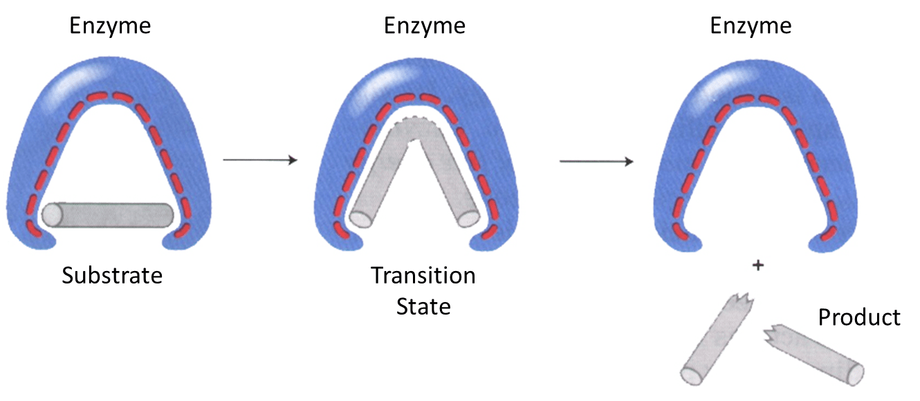 <p>induced fit occurs when enzyme changes shape when bound to substrate</p>
