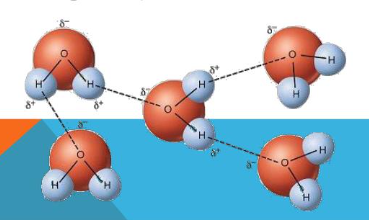 <p>-occur between molecules that are dipoles with the partial positive </p><p>-Ex) hydrogen bonds, especially water molecules interacting with one another</p>