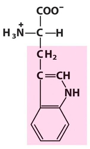 <p><span>Nonpolar amino acid. [Trp, W]</span></p>