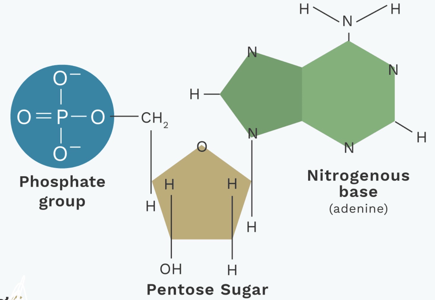 <p>5-carbon sugar: Deoxyribose sugar for DNA, Ribose sugar for RNA</p><p>Nitrogenous base: Adenine, Guanine, Thymine, Cytosine, Uracil</p><p>A phosphate group</p>