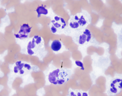 <p>This is the picture of a dog joint. What do you think would be the best course of action to treat this?</p>
