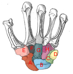 <p>D</p>