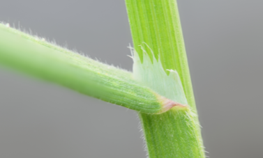 <p>what is this</p>