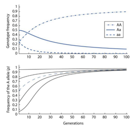 <p>Selections acts against the aa genotype</p><ul><li><p>Frequency of dominant allele (A) rapidly approaches fixation from any initial allele frequency</p></li></ul><p></p>