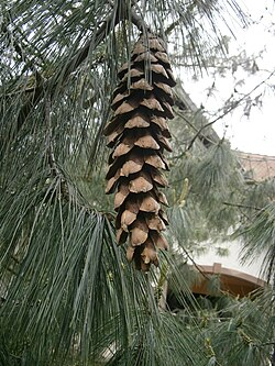 <p>Sosna himalajska</p><p>Pinus wallichiana</p>