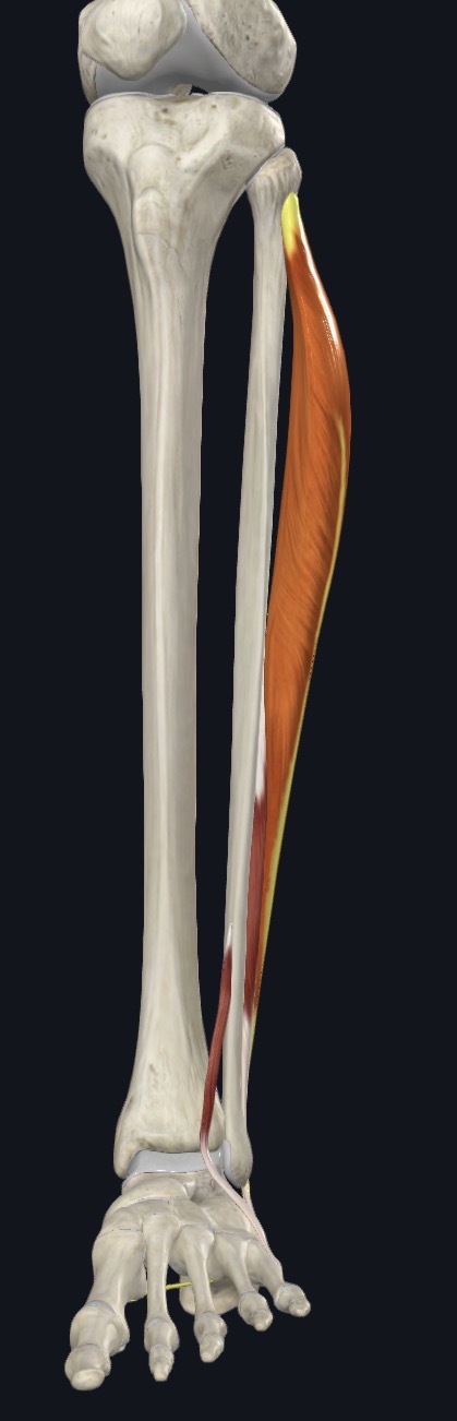 <p>Everts and weakly plantar flexes ankle</p>