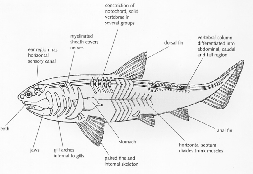 <p>NODE</p><p>jawed</p><p>spiral intenstine</p><p>trabeculae</p><p>paired appendages</p>