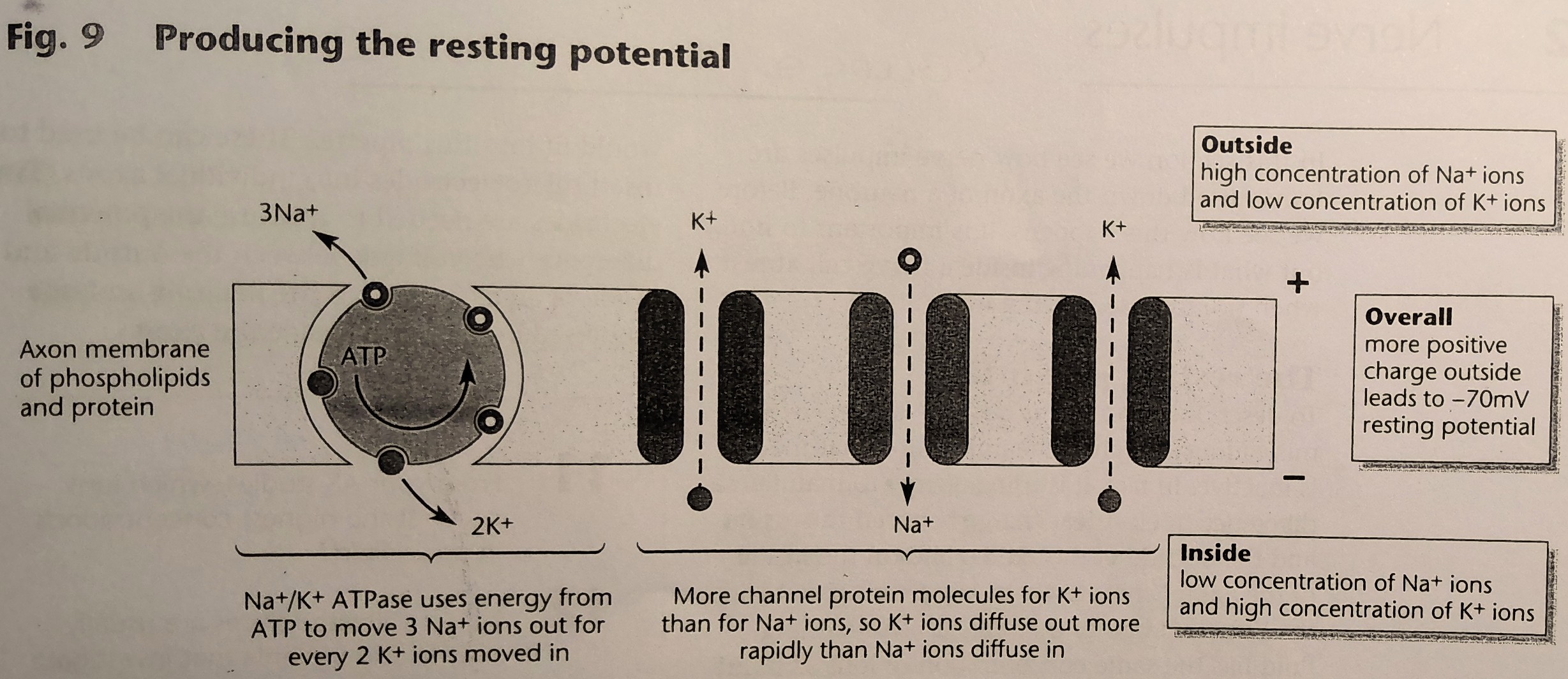 <ol><li><p>The Na<sup>+</sup>/K<sup>+</sup> ATPase pump moves 3 Na<sup>+</sup> ions out of the axon for every 2 K<sup>+</sup> ions that it pumps back into the axon → this process requires energy from ATP from respiration</p></li><li><p>The axon membrane is far more permeable to K<sup>+ </sup>ions than Na<sup>+ </sup>ions as the membrane has more intrinsic leakage protein channels for K<sup>+ </sup>than for Na<sup>+</sup></p></li><li><p>This means that K<sup>+ </sup>ions can diffuse out of the neurone faster than Na<sup>+ </sup>ions can diffuse back in</p></li><li><p>The intrinsic leakage protein channels ensure, that in the absence of a stimulus, there are always more positively charged ions outside the axon than inside → in the resting state, the axon membrane is said to be polarised</p></li></ol><p></p>