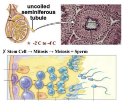 <p>Basically, sperm cells can reproduce infinitely. Where do these cells come from? They come from stem cells.</p><p>The stem cells are on the outermost part of the seminiferous tubule.</p>