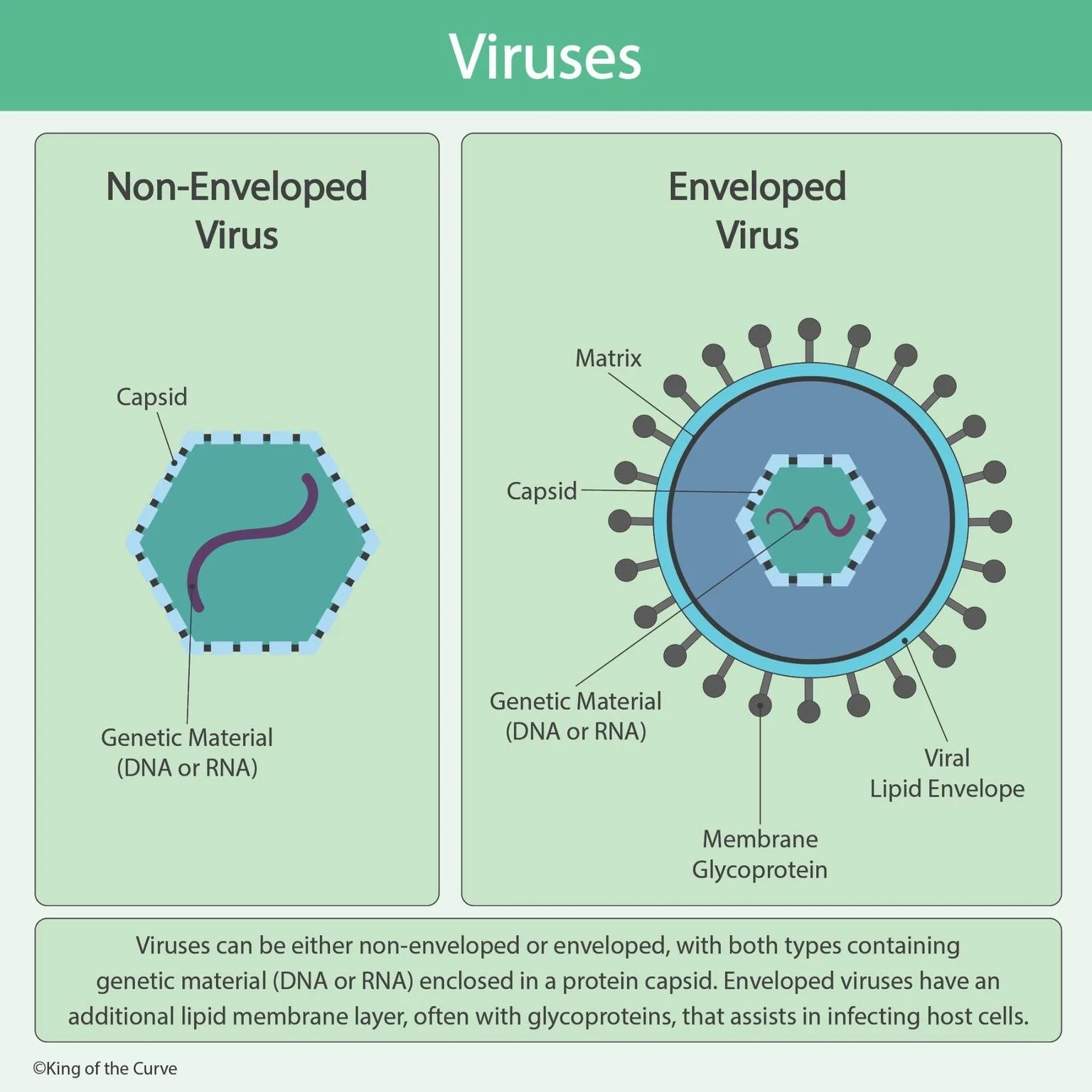 <p>Viral envelope</p>