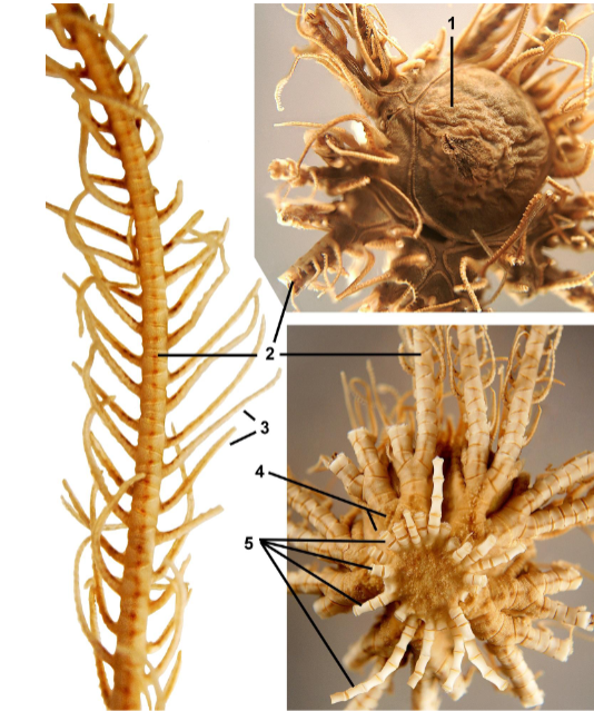 <p>class?</p><p>label</p>