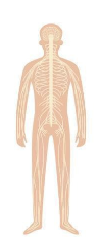 <p>which organ system is this?</p>