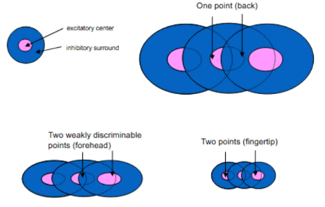 <p>for picture, explain how <strong>SIZE of RFs</strong> correlates to acuity</p><p>^ when have <u>fixed separation of/distance b/w points,</u> but <u>changing RF size</u> (← RF size changes due to stimulation at different parts of body activating differently sized RFs)</p><ul><li><p>^ OVERALL: __ RF size = __ higher tactile spatial acuity</p></li></ul><p></p>