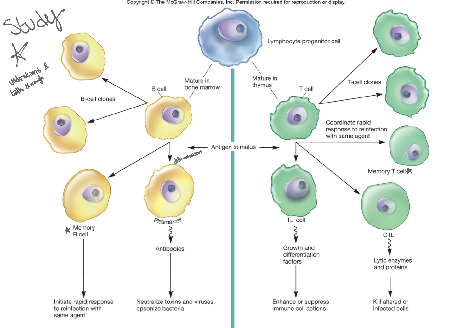 <p>understand and talk through this diagram</p>