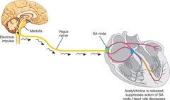 <p>Slows the rate of discharge of the SA node and conduction through the AV node.</p>