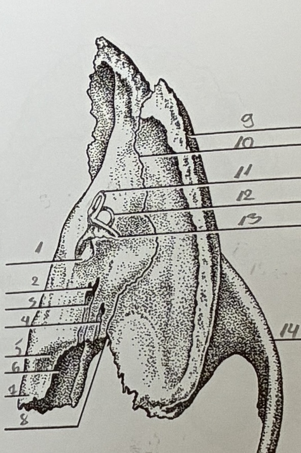 <p>7</p>